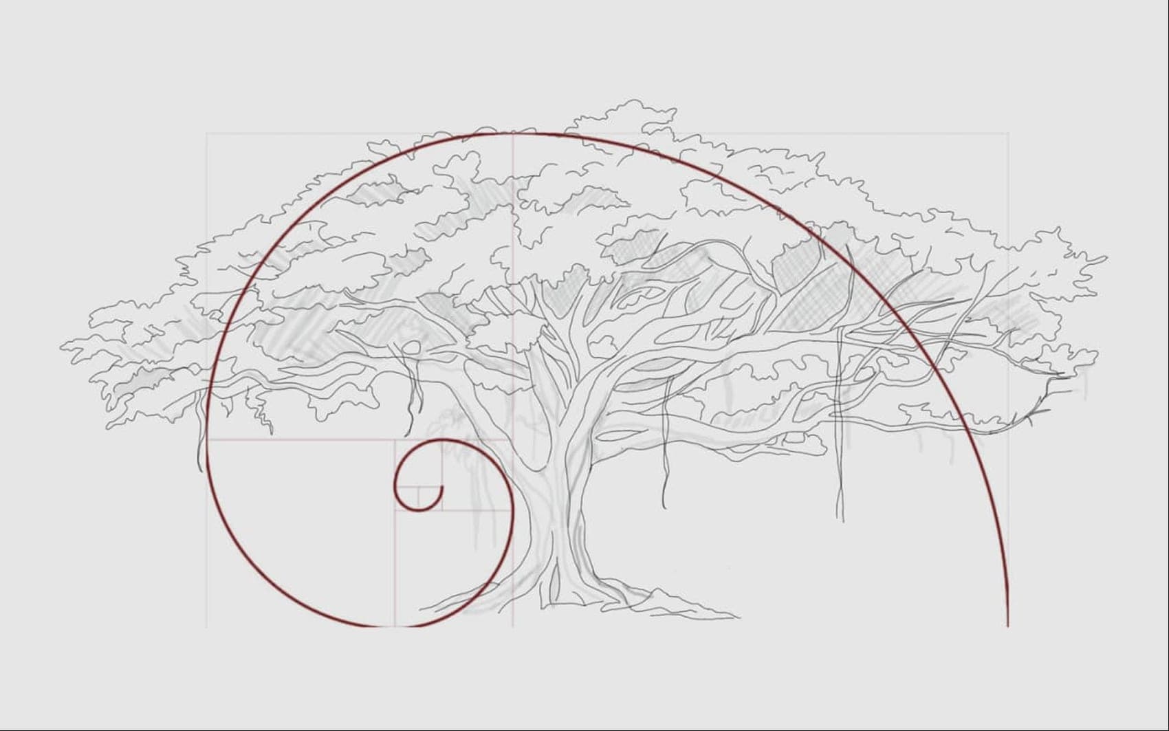 Line drawing of the centennial fig tree: a wide irregular canopy over a trunk of tabular roots, with a spiral traced across its growth.