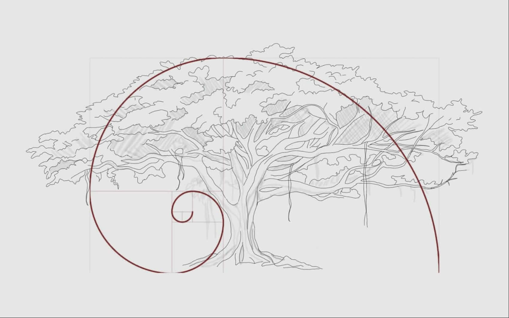 Line drawing of the centennial fig tree: a wide irregular canopy over a trunk of tabular roots, with a spiral traced across its growth.